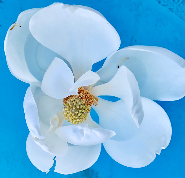 FOTD – Floating Magnolia – Haiku