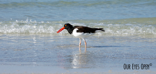 American Oystercatcher skimming for food in the Gulf of Mexico in Tampa Bay at Fort Desoto Park.