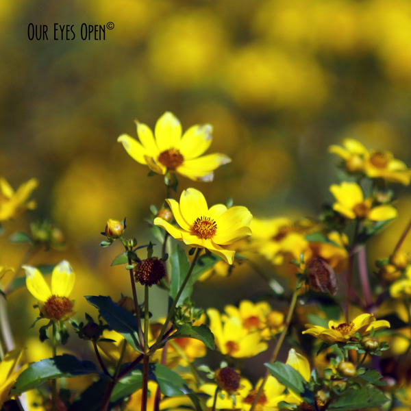 FOTD – Wild Flowers-&nbsp;Haiku