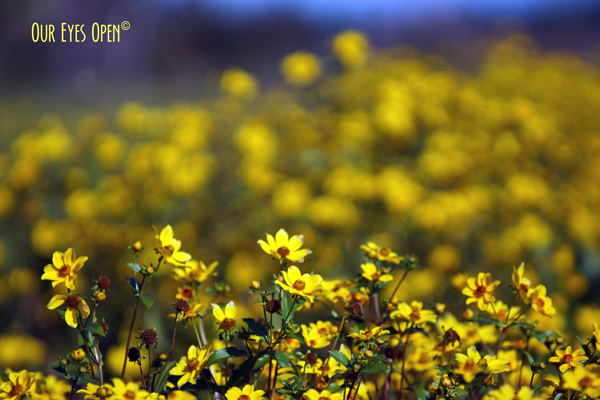 Yellow Wildflowers growing in the marsh lands of the Orlando Wetlands, Christmas, Florida.