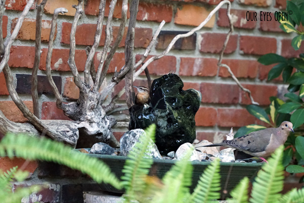 Let it Rain – Welcome to our Jungle