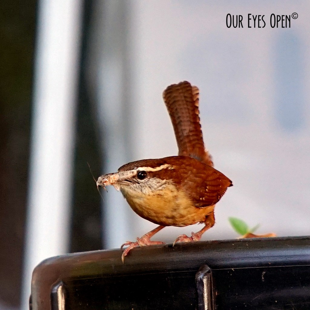 Bird Weekly – Photo Challenge –&nbsp;Songbirds