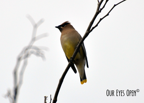 Cedar Waxwing perched in a tree after eating some berries.
