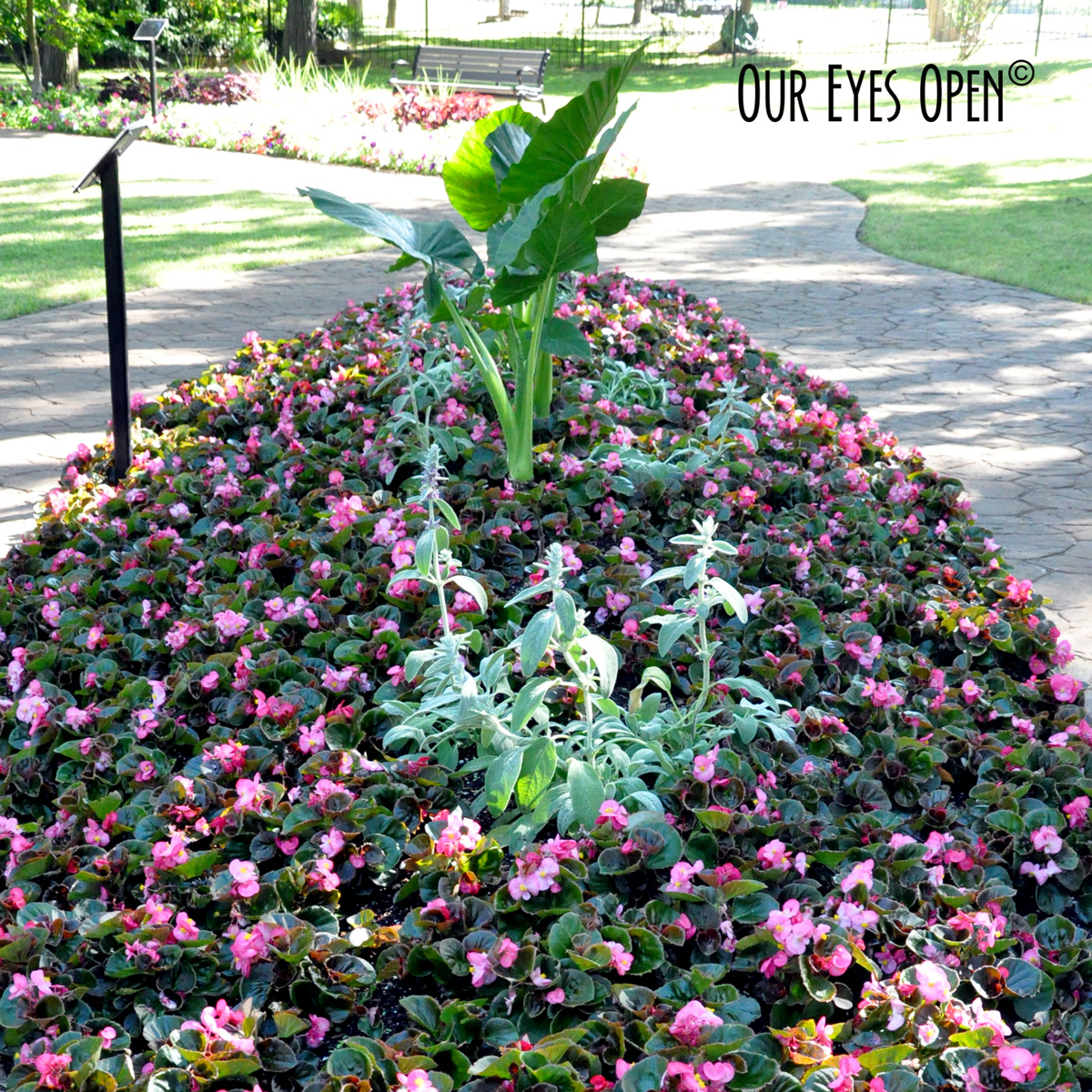 Silent Sunday – Grapevine Botanical Gardens