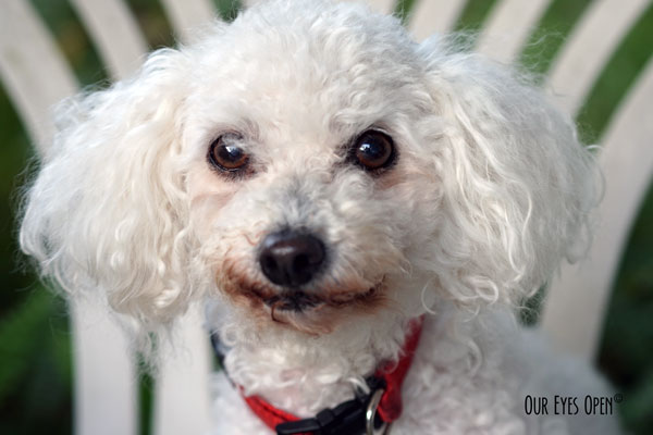 Heaven is a 13 1/2 year old white Bichon Frise.  She was the runt of the liter and has been the sweetest dog.