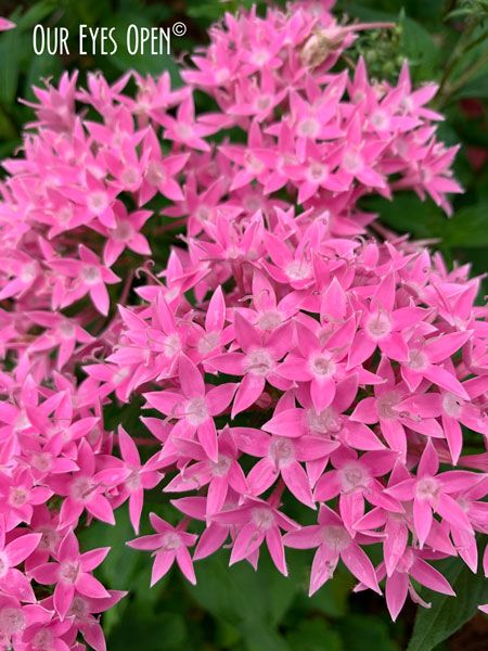 Pentas, a beautiful pink flower in my sister-in-laws gardens in Jacksonville, Florida.