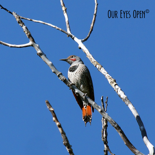 Bird Weekly – Photo Challenge – Birds that Begin with an “F”