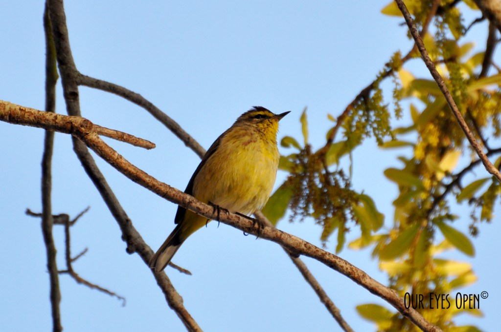 Bird Weekly – Photo Challenge – Birds with Yellow&nbsp;Feathers