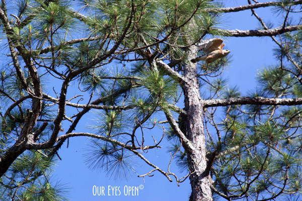 Red-shouldered Hawk taking off from a Pine Tree in St. Marks Wildlife Refuge