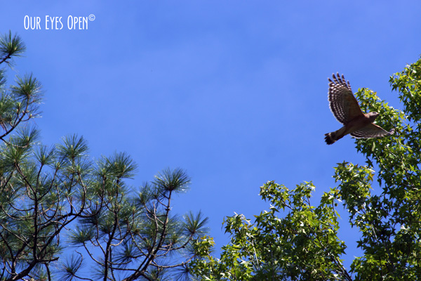 Red-shouldered Hawk in flight at St. Marks Wildlife Refuge.