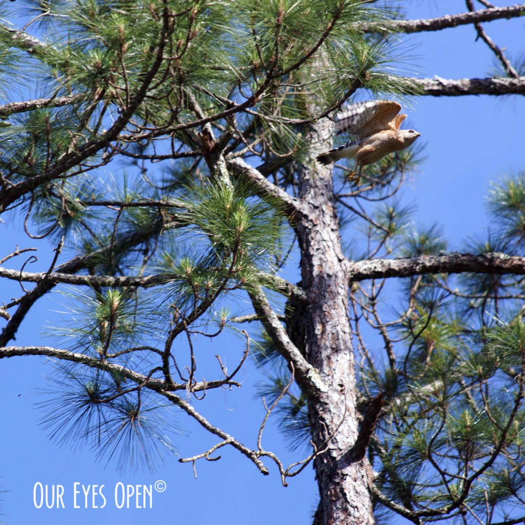 Silent Sunday – Red-Shouldered&nbsp;Hawk