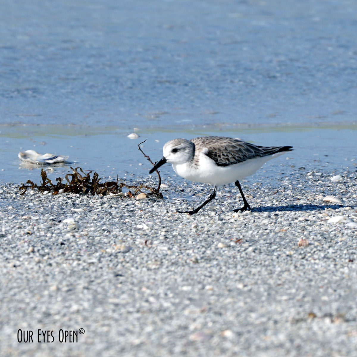 A-Z Challenge – S is for Sanderling