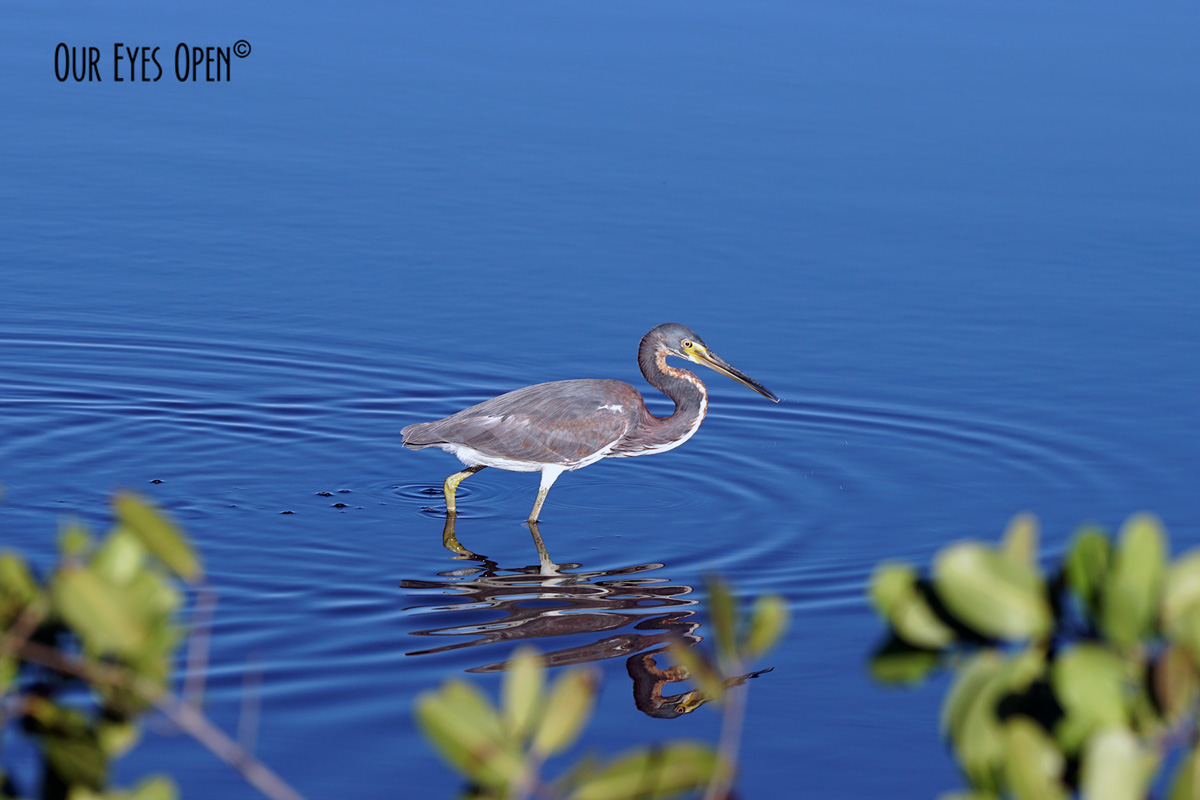 Bird Weekly – Photo Challenge – Waders