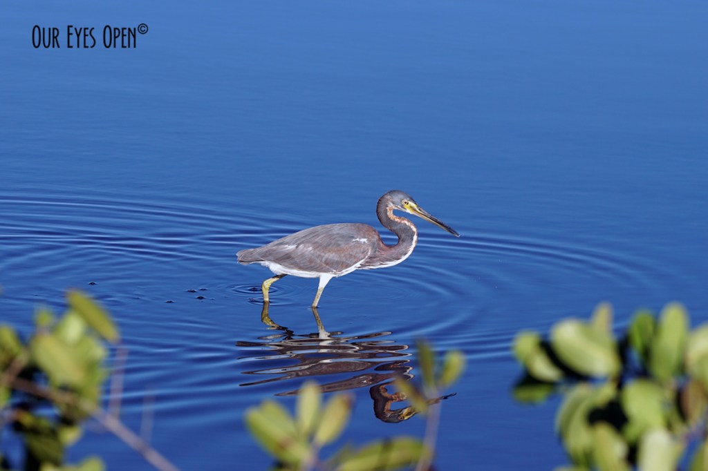 Bird Weekly – Photo Challenge –&nbsp;Waders