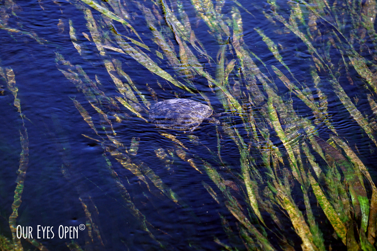 Turtle – Wakulla River – WWE