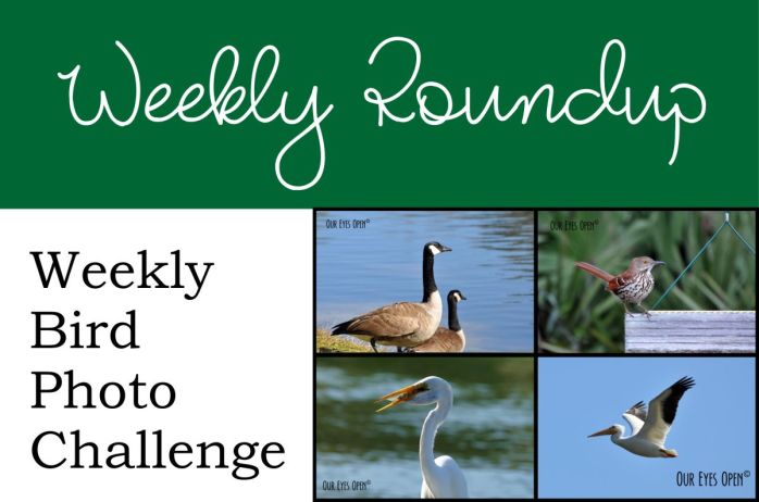 Bird Weekly Roundup logo