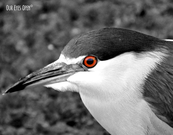 Selective Color Tricks #2 – Photoshop 2021