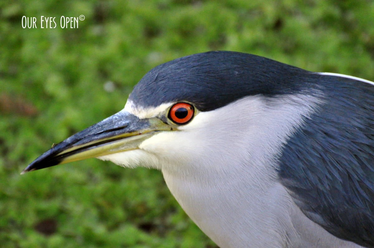 Bird Weekly – Photo Challenge – Feathers of Blue