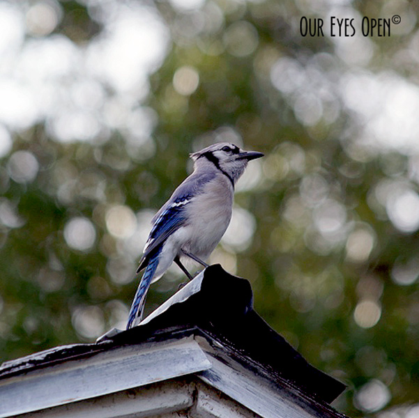 Blue Jay hanging out on top of a roof shed.  There were about 30 in the neighborhood and it was quite loud!
