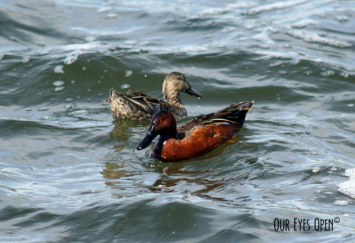 Bird Weekly – Photo Challenge – Ducks and Geese