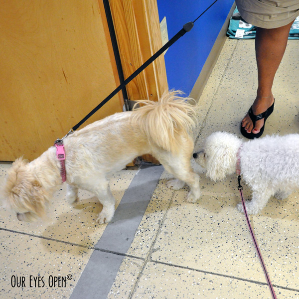 Heaven saying hello to another dog by sniffing the butt of the friendly creature.