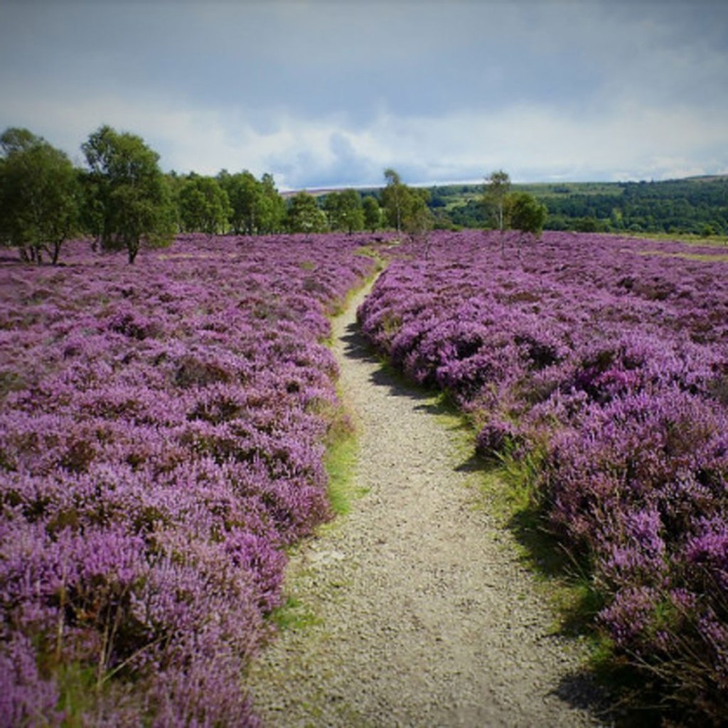 #Write Photo – Fields of&nbsp;Thought