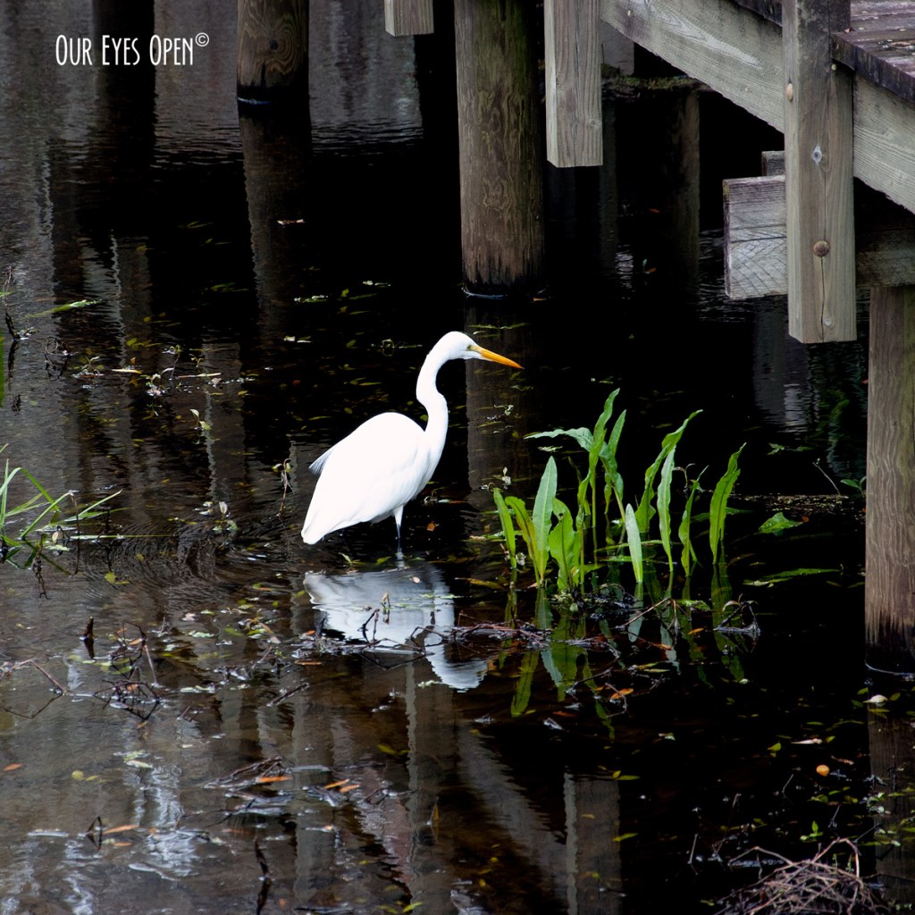 Egret’s Reflection