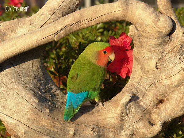 Tweety the Love Bird loved the garden and his feathers were multiple shades of green, peach and teal blue.