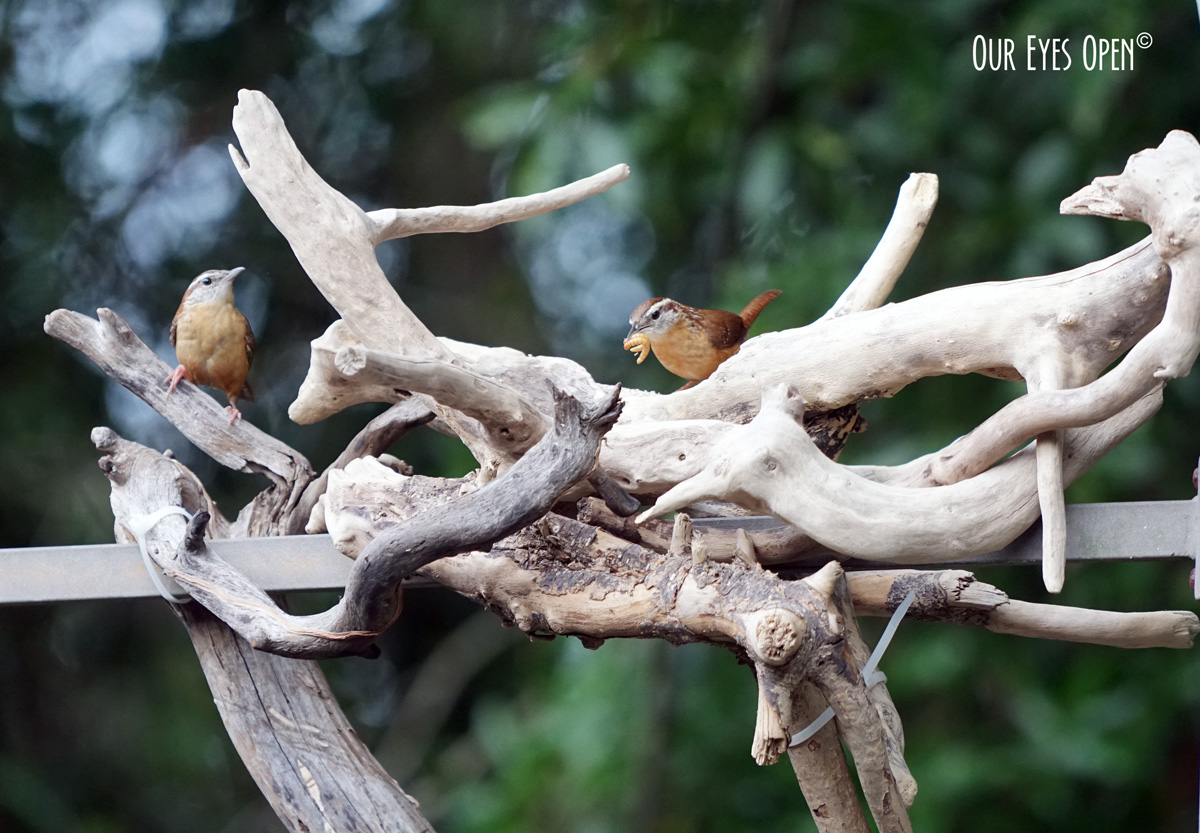 Bird Weekly – Photo Challenge – Birds at the Feeder