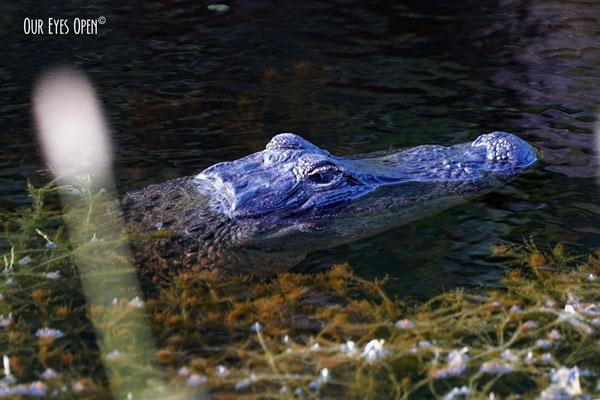 Macro Monday – Gator