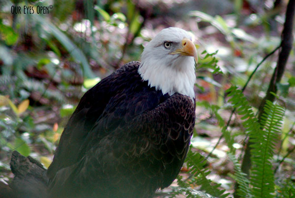 Bald Eagle