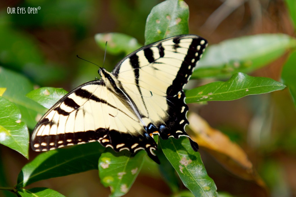 Sunday Stills – Nature – East vs.&nbsp;West