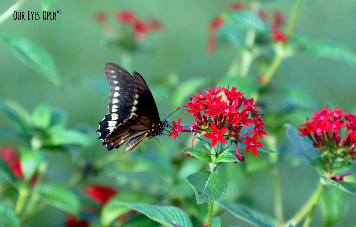 FOTD – Butterfly in the Garden – Haiku