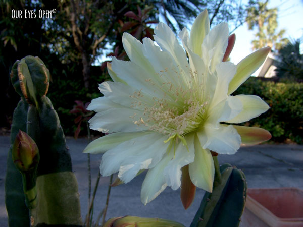 The night blooming cactus flower was still in full bloom by daybreak. It has been 2 years since we have seen a flower from this plant.