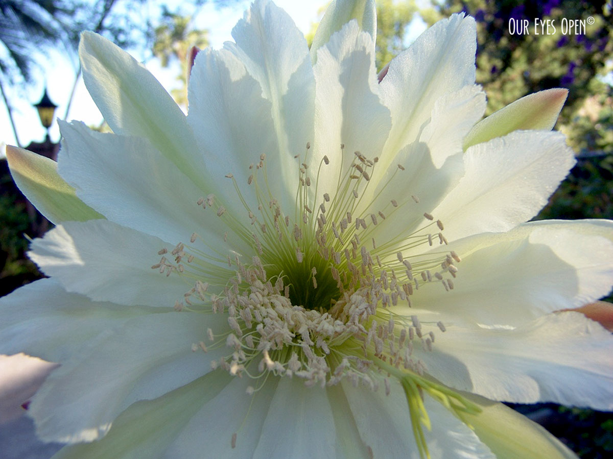 FOTD – Night Blooming Cereus