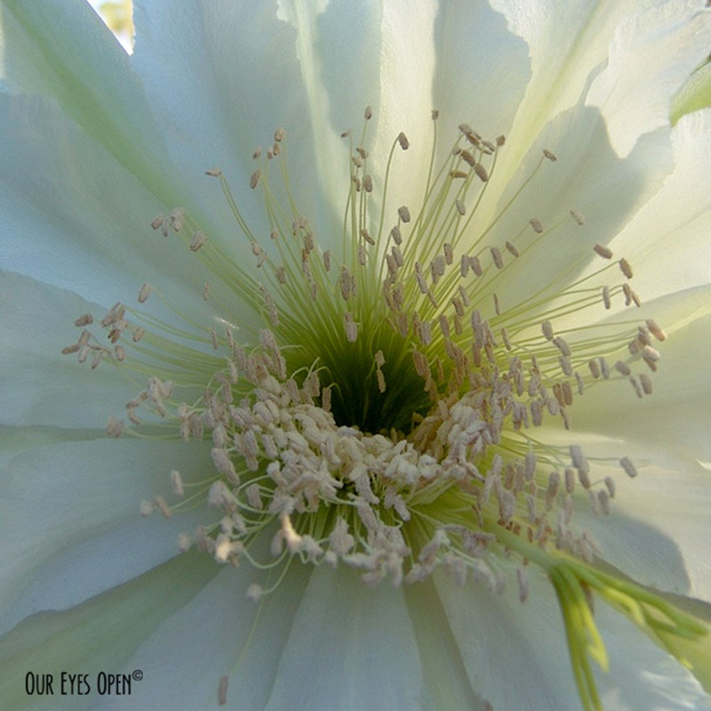 Macro shot of the inside of the Night Blooming Cereus Flower from our cactus plant.