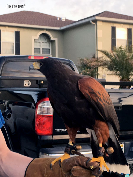 Harris's Hawk, popular with falconers. This guy lives in Wesley Chapel, Florida.