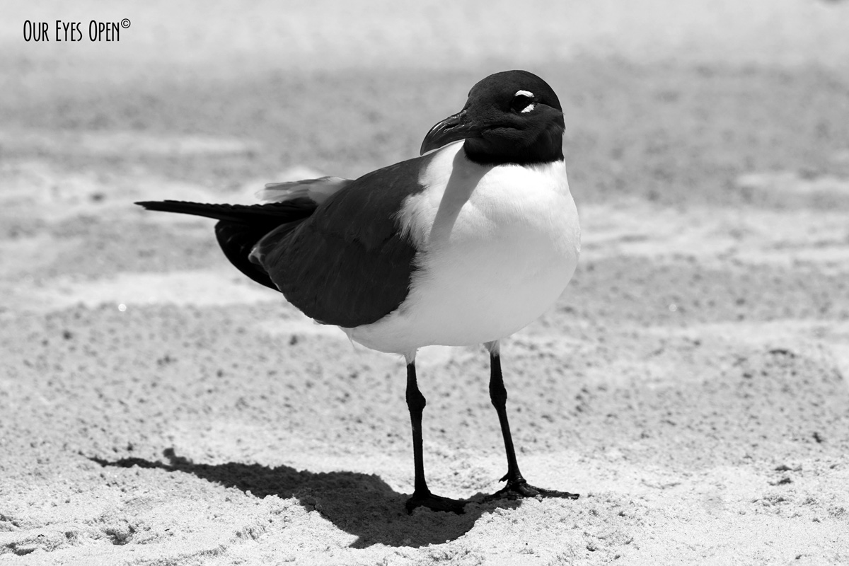 CEE’S BLACK AND WHITE PHOTO CHALLENGE – Shadows & Reflections