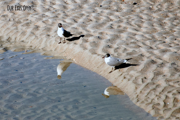 A pair of Laughing Gulls just on the edge of a small tidal pool looking at each other with their reflections looking at each other too.