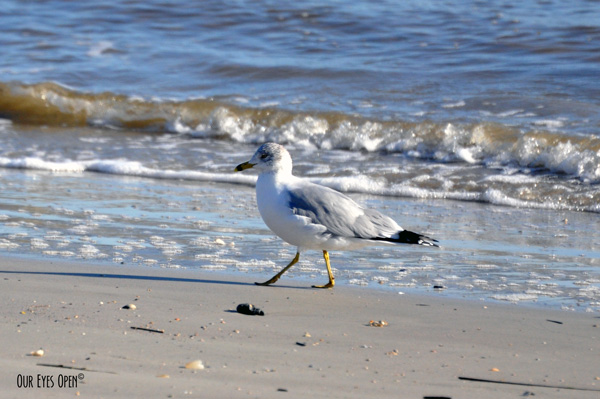 Ring-billed Gull walking along the beach.