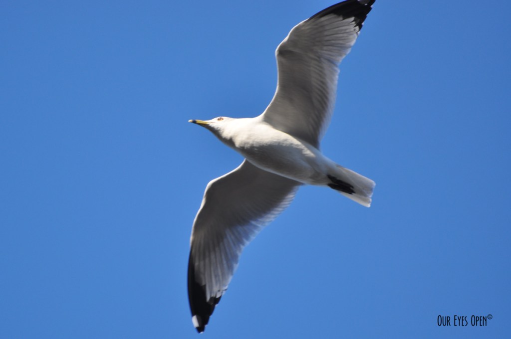 Bird Weekly – Photo Challenge –&nbsp;Seagulls