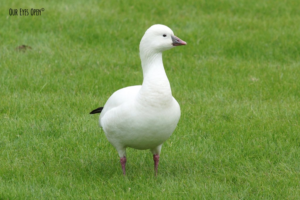 Bird Weekly – Photo Challenge – Rare&nbsp;Birds