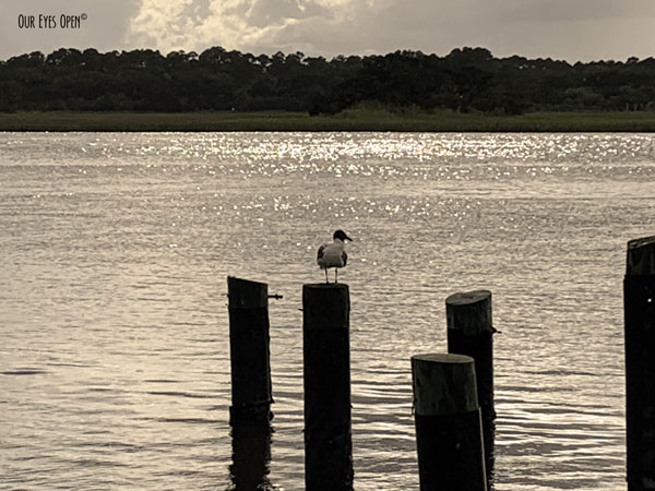 Laughing gull perched on the wooden pylons near the boat ramp at Big Talbot Island State Park.