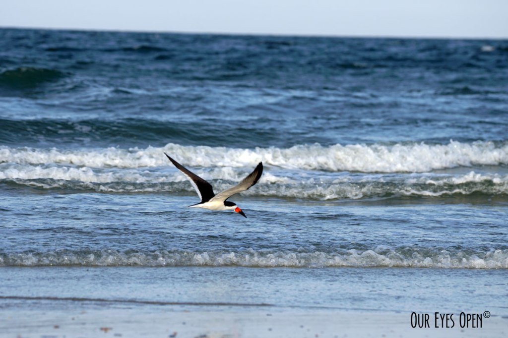 Water Water Everywhere – Black&nbsp;Skimmer