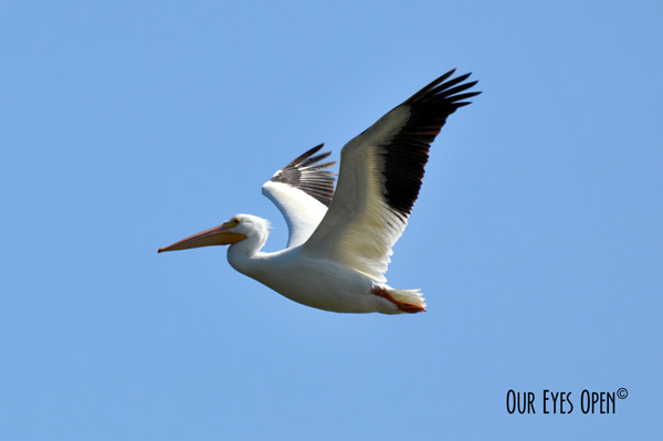 American White Pelican soaring high in the sky.