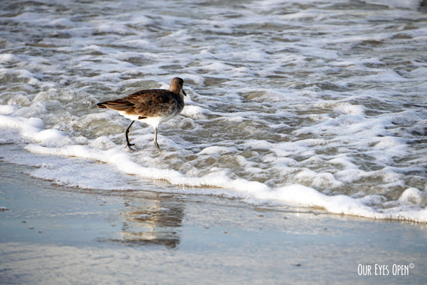 Water Water Everywhere – Willet in the Surf