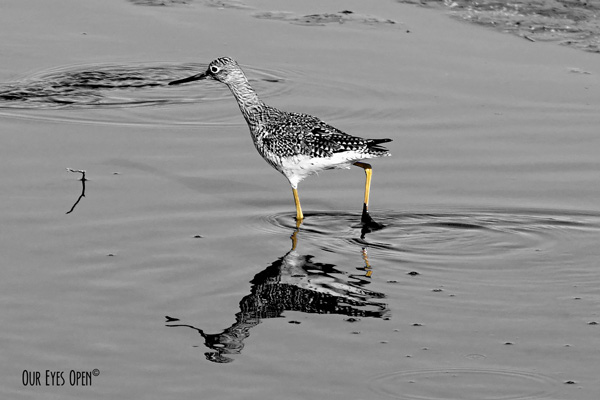 Lesser Yellowlegs fishing at St. Marks Wildlife Refuge near Tallahassee, Florida.