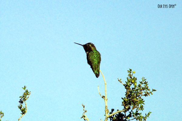 Anna's Hummingbird photographed in Las Vegas, Nevada.