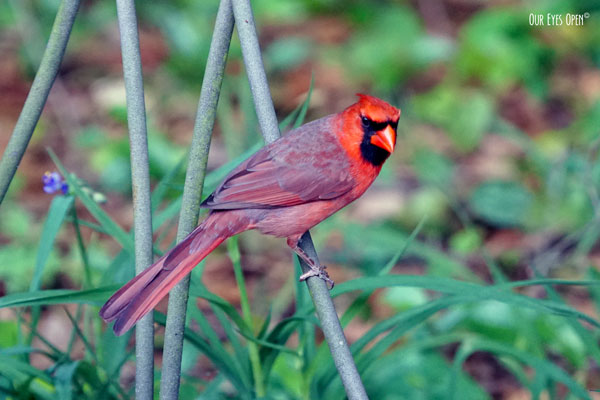 Northern Cardinal visiting our backyard in Jacksonville, Florida.