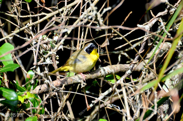Male Common Yellowthroat hopping around to capture a meal at Reddie Point Park in Jacksonville, Florida.